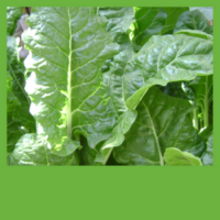 Leafy Greens