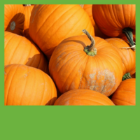 Pumpkin